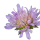 Field Scabious note image