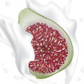 Fig Milk note image