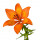 Fire Lily note image