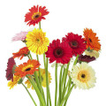 Forest Flowers Notes