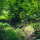 Forest Foliage note image