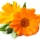 French Marigold note image