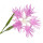 Fringed Pink note image