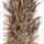 Fur note image