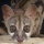 Genet note image