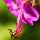 Geranium Macrorrhizum (Zdravetz) note image