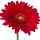 Gerbera note image