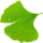 Ginkgo note image