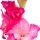 Gladiolus note image