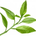 Grapefruit Leaf