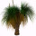 Grass Tree note image