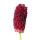 Great Burnet note image