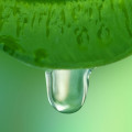 Green Sap note image