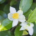 Green Tea Flower note image
