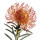 Grevillea note image
