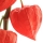 Ground Cherry note image