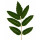 Guao or Maiden Plum note image