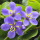 Guayacan note image