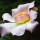 Gustavia Flower note image