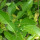Hatkora Lemon note image