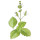 Healingwood note image