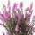 heather