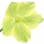 Hellabore Flower note image