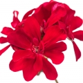 Himalayan Geranium