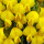 Honeybush or Cyclopia note image