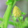 Honeydew Blossom