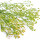Horseweed note image