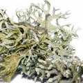 Hungarian oakmoss