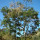 Incienso note image