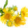 Inula note image