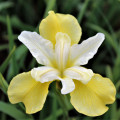 Iris Butter note image