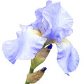 Iris Pallida note image
