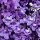 Jacaranda note image