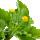Jambu note image