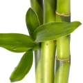 Japanese Bamboo Leaf