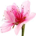 Japanese Cherry Blossom