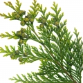 Japanese Cypress
