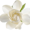 Japanese Gardenia