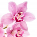 Japanese Orchid