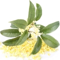 Japanese Osmanthus
