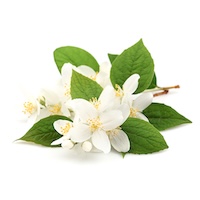 Jasmine Leaf