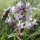 Jatamansi or Spikenard note image
