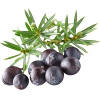 Juniper Berries