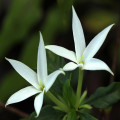 Karo-Karounde note image