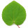 Katsura Leaf note image