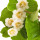 Kiwi blossom note image